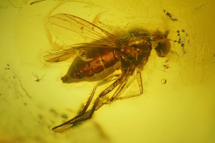Detailed Fossil Fly (Diptera) In Baltic Amber #200137